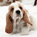 바셋하운드 이미지