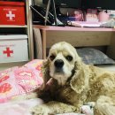 내방동물병원 이미지