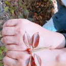 산림놀이 이미지