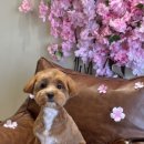 깜보살롱 이미지