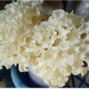 꽃송이가 이미지