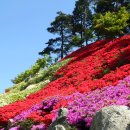 [화순여행]화순 만연산 지구 산림공원 철쭉과 도깨비도로 이미지