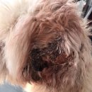 배선생펫스토리동물병원 이미지