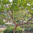 연지근린공원 - 2430 | 대전 우암사적공원 남간정사 배롱나무꽃 소식 덕포루 연못의 아름다운 매력