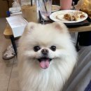 트윈퍼피 이미지