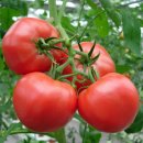 토마토PC 이미지