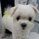 본오365동물병원 이미지