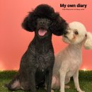 언니네 애견미용실 이미지