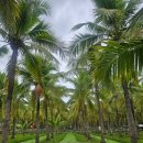 8월의 코코넛(Coconut in August) | [25년 8월 치앙마이 여행 5일차] 마켓 투어, 네일 아트 대박!
