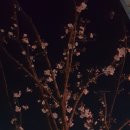 백세족발 이미지