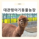 강원사료 | [강원/강릉] 대관령아기동물농장 강릉아이랑 체험학습 후기