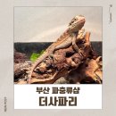 더 샵 | 부산 파충류샵 더사파리 후기 이색 애완동물 구경하고 온 하루