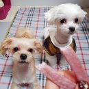 누렁이도 찰스로 이미지