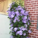 클레마티스 이미지