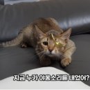 낭만고양이(강서점) 이미지