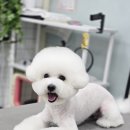 강실장펫살롱 이미지