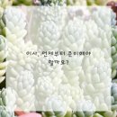 설렘한스푼 이미지