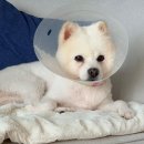 *곰이* 실외배변을 선호하는 깔끔쟁이~ 이미지