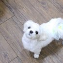 펫패밀리