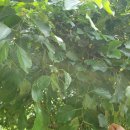 해미2농장 이미지