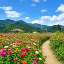 은하면 대천마을회관 | 7~8월 꽃들 중의 꽃들만 모았어요! 여름꽃 10가지 명소 여행후기