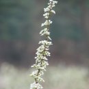 장덕2리 이미지