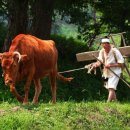 워낭소리 이미지