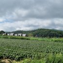 대관령 느린마을 이미지