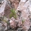 바위와소나무 이미지