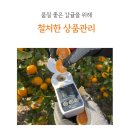 서호리감귤밭