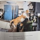 이야기할머니 | 책 후기 [고양이와 할머니] 나의 눈물을 터트린 사랑이야기