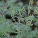 대천천1 이미지