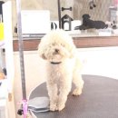 망고네 펫 살롱 이미지