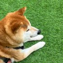 도그마캣영종도운서점 | 도그마캣 영종도운서점 (네츄럴코어, 페스룸 등)