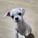 (주)선진펫 이미지