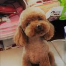 할리우드펫 이미지