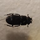 종일사슴 이미지