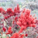 하늘래기 Daum카페