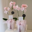 피오리 | 특별한 날을 더 빛내주는 압구정꽃집 까사데이피오리 방문 후기 🌸