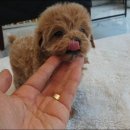 플레이독 남양주점 이미지