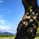 고목나무 이미지