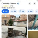 길냥이와 함께하는 이미지