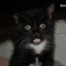 펫２５시동물병원