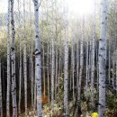 원대리 자작나무숲 이미지