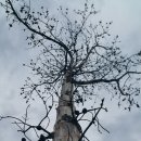 남대천R 이미지