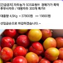 경매가 폭락 / 대왕자두 (1개80g내외) 이미지