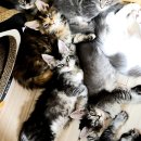 티피쿤(TIPPYCOON) 이미지