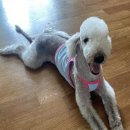 클러스터라운드 | 부산 강아지옷 클러스터라운드 CRR 전포, 광안 🐶 베들링턴테리어 3XL 후기