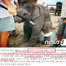 코끼리 학대 글, 사진을 보고 충격받아서 '코끼리 타기 체험' 대신 '코끼리와 친구되기' 프로그램을 알게된 썰.txt 이미지