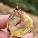 이평농장 | 6시내고향 충주 밤 농장 주문 정보(홍보장사 만만세)